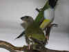 gould+unge.jpg (38490 byte)