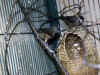 skadefinke6.jpg (77979 byte)