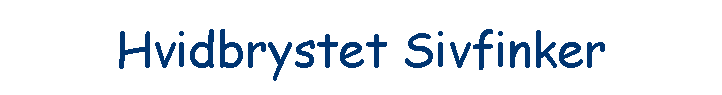 Hvidbrystet Sivfinker