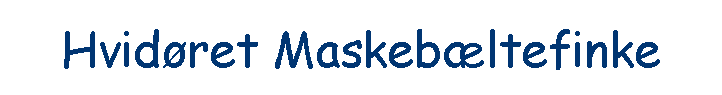 Hvid�ret Maskeb�ltefinke