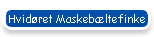 Hvid�ret Maskeb�ltefinke