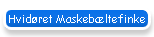 Hvid�ret Maskeb�ltefinke