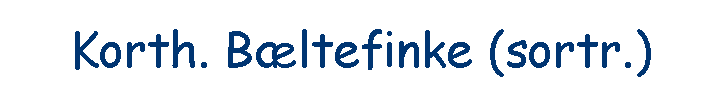 Korth. B�ltefinke (sortr.)