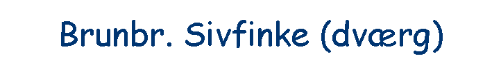 Brunbr. Sivfinke (dv�rg)