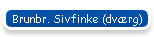 Brunbr. Sivfinke (dv�rg)