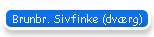 Brunbr. Sivfinke (dv�rg)