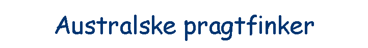 Australske pragtfinker