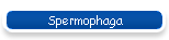 Spermophaga